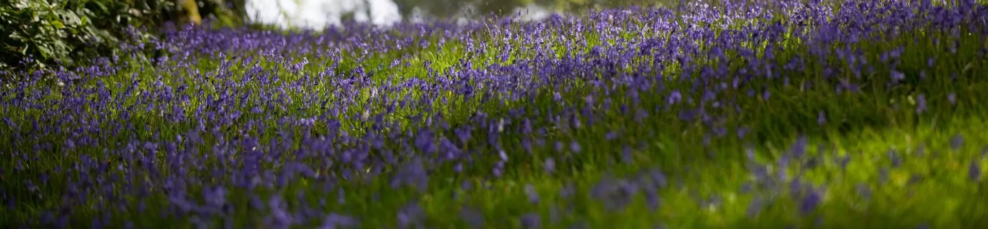 spring flowers