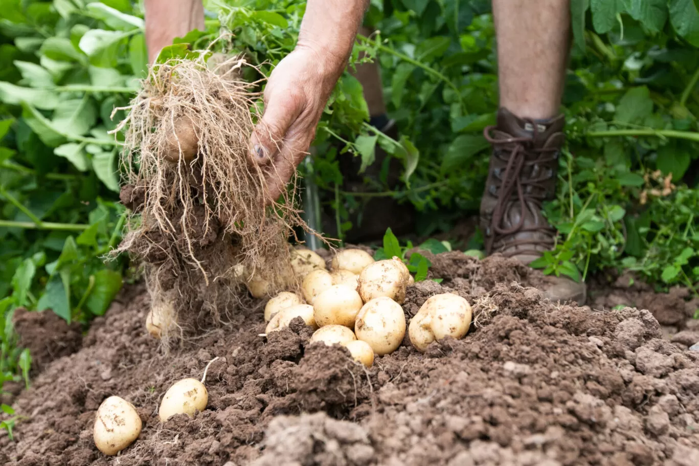 chef picking potatoes from the garden