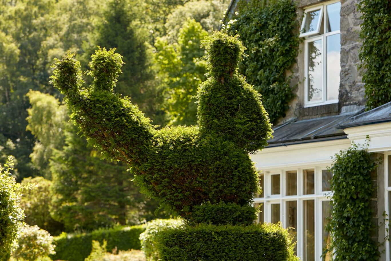 Topiary Bush At Penmaenuchaf Hotel